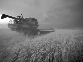Stati Uniti, Kansas: Raccolta del grano del Kansas al crepuscolo durante l