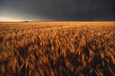 Stati Uniti, Kansas, Tempesta estiva si avvicina a un campo di grano, 2022 (foto)