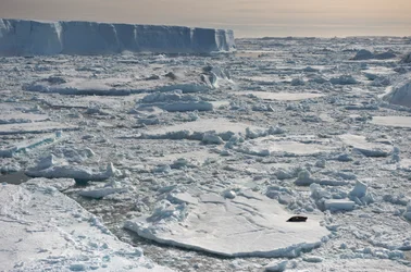 Foca di Weddell, Leptonychotes weddellii, che riposa vicino a iceberg tabulari. Antartide, 2022