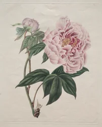 Peonia Arborea Cinese (Paeonia suffruticosa)