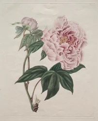 Peonia arborea cinese Paeonia suffruticosa, c. 1820