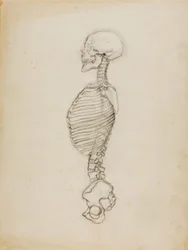 Anatomia