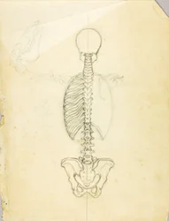 Studio di anatomia