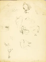 Studi sugli animali