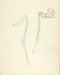 Fiore chiuso e aperto