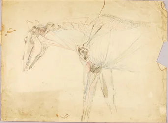 Studio sul cavallo