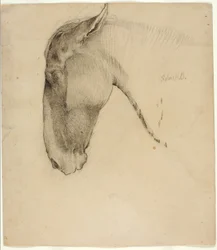 Testa di cavallo