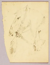 Teste di cavallo