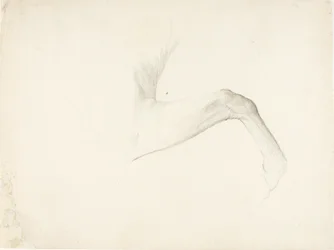 Gamba del cavallo