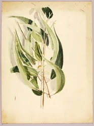 Studio della pianta
