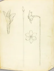 Studio della pianta