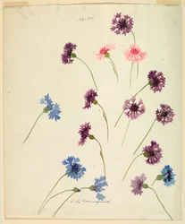 Disegno, studio: Fiordalisi, fine del XIX secolo
