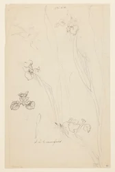Studi di Iris