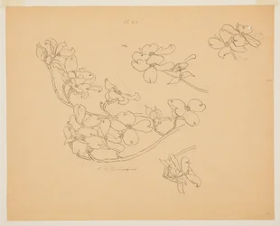 Studio di corniolo