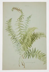 Studio di felce