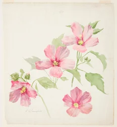 Studio di malva