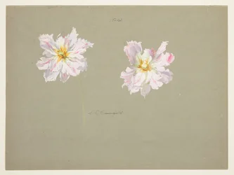 Studio di peonie rosa pallido