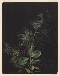 Studio di pianta, possibilmente Deschampsia cespitosa