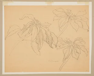 Studio di poinsettie