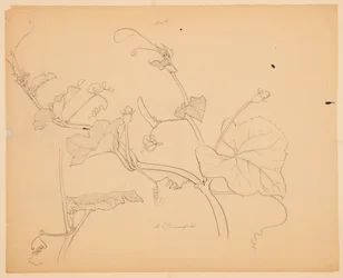 Studio di viti di zucca