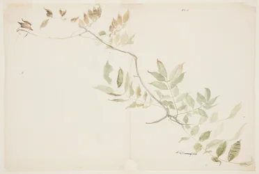 Studio del fogliame di glicine