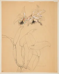 Studio di un