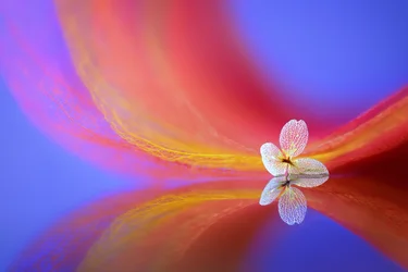 Riflesso di un fiore delicato