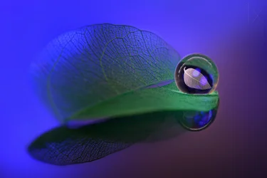 Sfera di vetro "Foglia delicata"