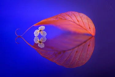 Riflesso di una foglia galleggiante