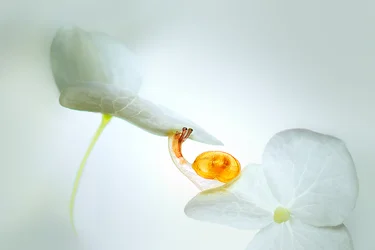 Il viaggio dei petali della lumaca