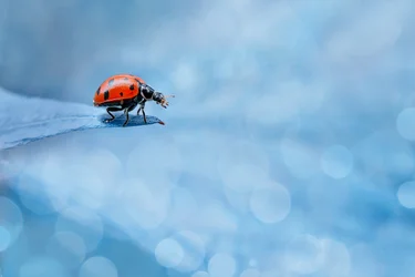 Una vivace coccinella su una foglia