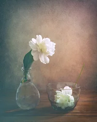 Natura morta con peonia bianca