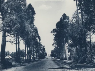Viale di alberi di eucalipto blu, Pretoria (foto in bianco e nero)