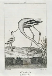 Fenicottero e Avosetta, da Una Storia della Terra e della Natura Animata, Londra 1816