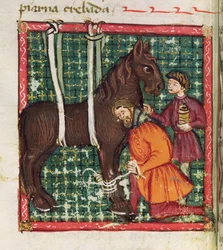 Ms 214 fol.31v Riparare il metacarpo fratturato di un cavallo, da Libro de Menescalcia y Albeyteria di Juan Alvarez, c.1390