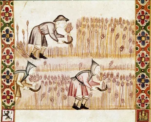 Il contadino raccoglie mietendo il grano. (dettaglio) (miniatura)