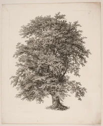 "Studi dalla natura riguardanti il disegno del paesaggio di S.H. Petersen", nr. 2