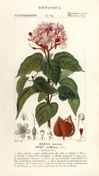 Achiote o albero del rossetto, Bixa orellana