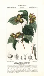 Nocciolo americano, Corylus americana