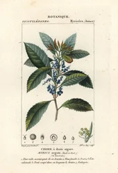 Morella pubescens