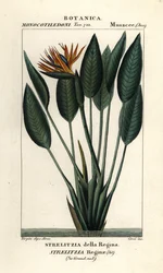 Uccello del paradiso, Strelitzia reginae