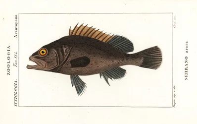 Cernia nera, Mycteroperca bonaci