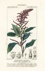 Amaranto sanguigno, Amaranthus cruentus