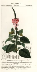 Verbena mutabile, Stachytarpheta mutabilis