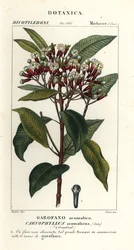 Chiodo di garofano, Syzygium aromaticum