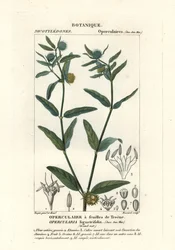 Erba puzzolente grossolana, Opercularia aspera