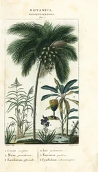 Cocco, banana, canna da zucchero, ecc.