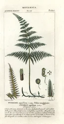 Felce aquilina, Pteridium aquilinum
