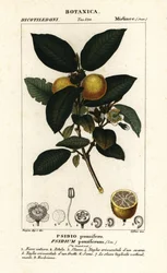 Guava comune, Psidium guajava