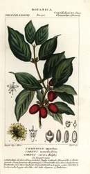 Corniolo maschio, Cornus mas